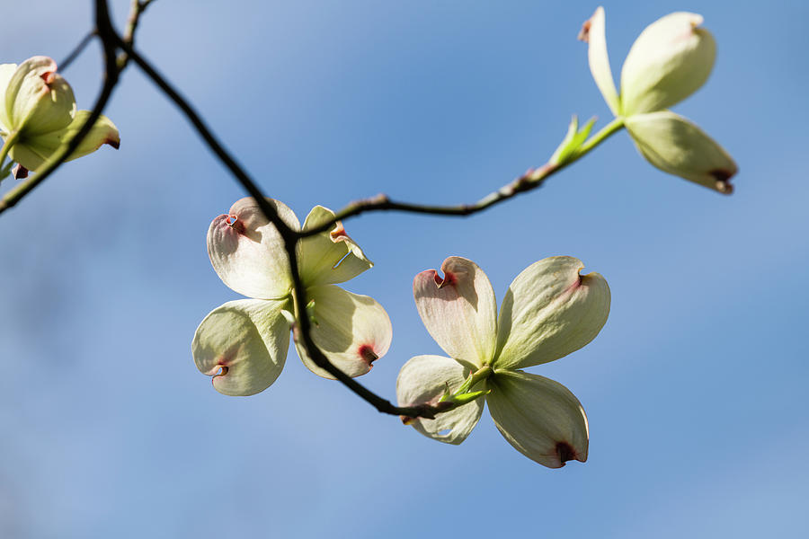 Close-up Of Flowering Dogwood Cornus Photograph by Panoramic Images