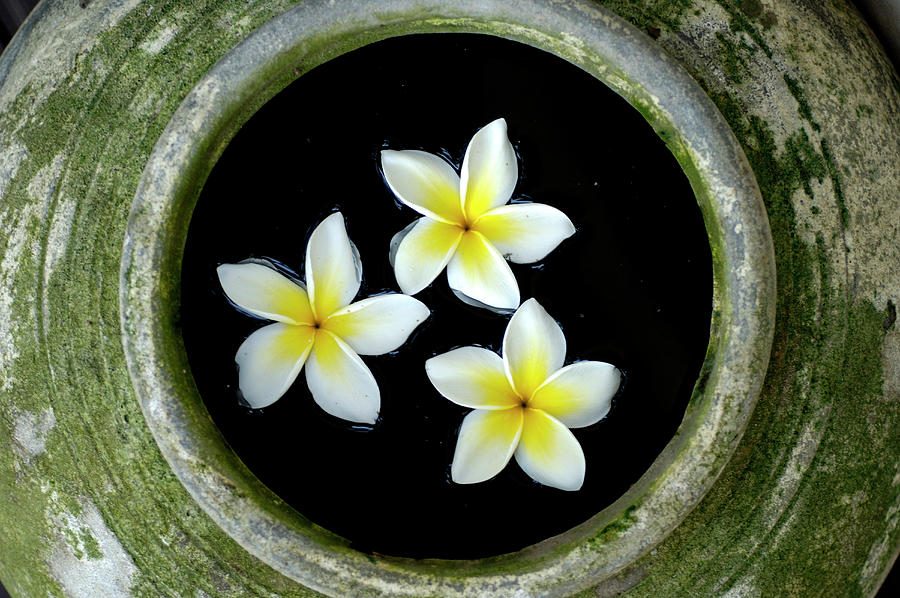 Close Up Of Flowers In The Spa, Kirimaya Design Hotel, Thailand Photograph by Martin Kreuzer