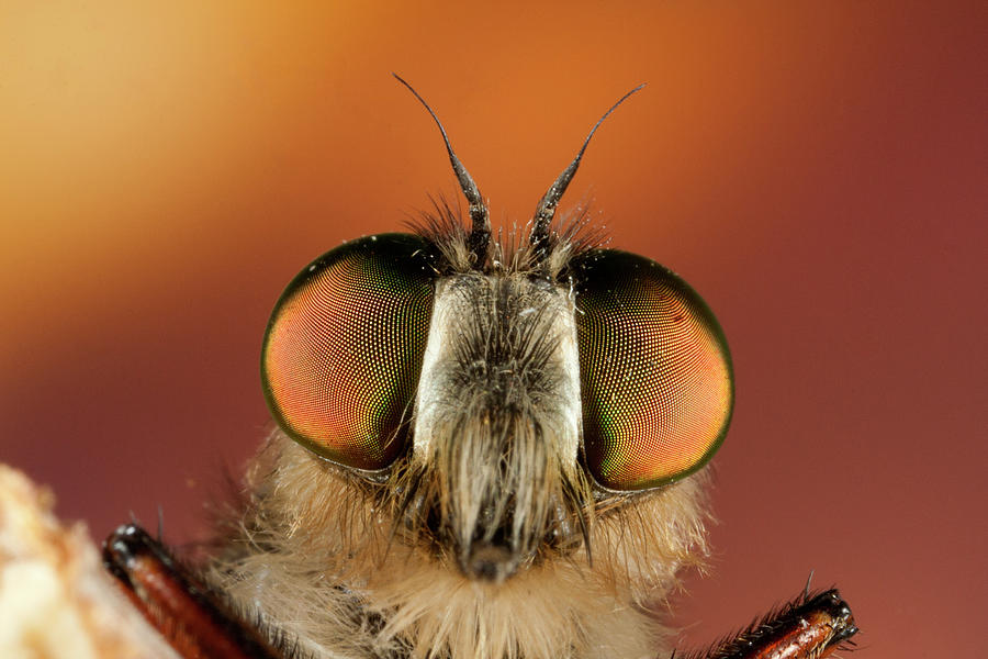 Close Up Of Fly Photograph by Antonio Camacho