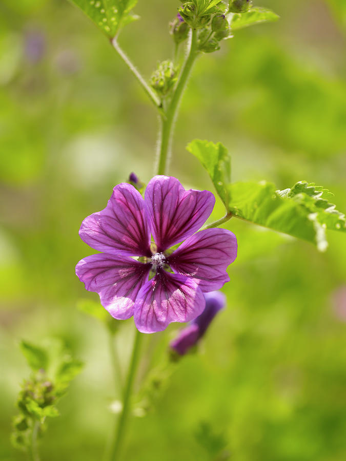 Close-up Of Gemusemalve In The Nursery Wild Food, Germany Photograph by ...