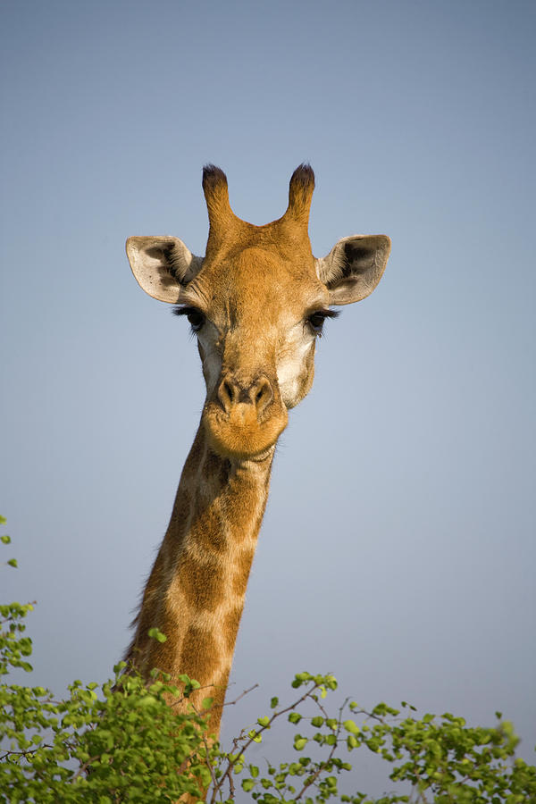 Close-up Of Giraffe, South Africa Safari Photograph by Karen Desjardin