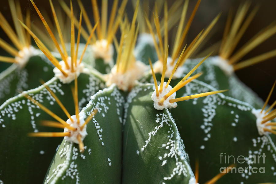 Beauty Photograph - Close Up Of Globe Shaped Cactus by Curioso Beauty Photograph - Close Up Of Globe Shaped Cactus by Curioso