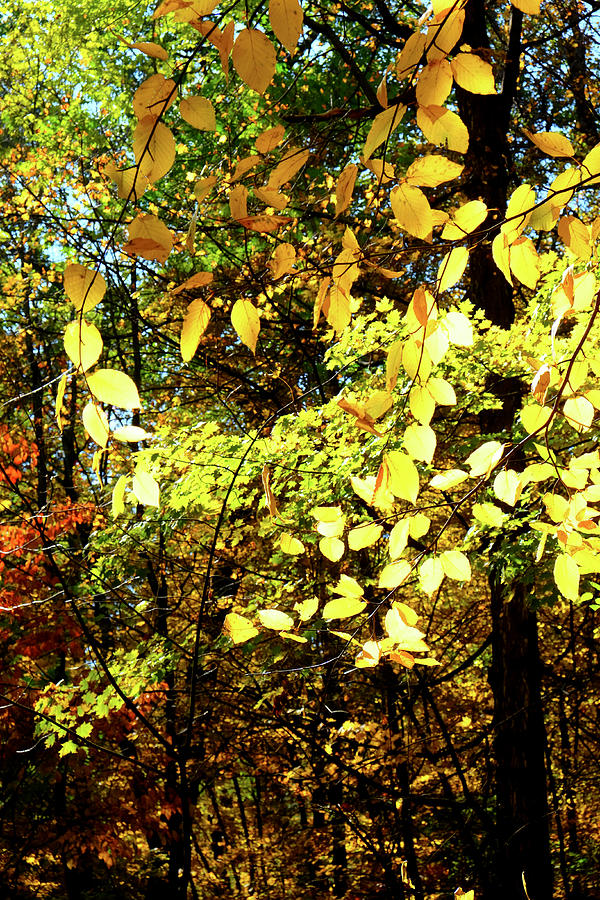 Close Up Of Golden Leaves On Trees In A Wood In The Autumn Photograph By Gill Copeland