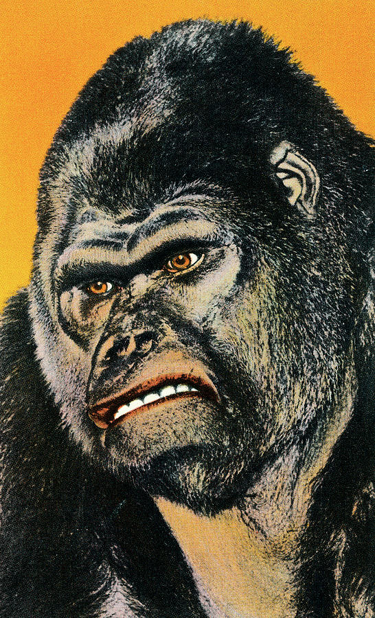 Jungle Drawing - Close up of Gorilla by CSA Images