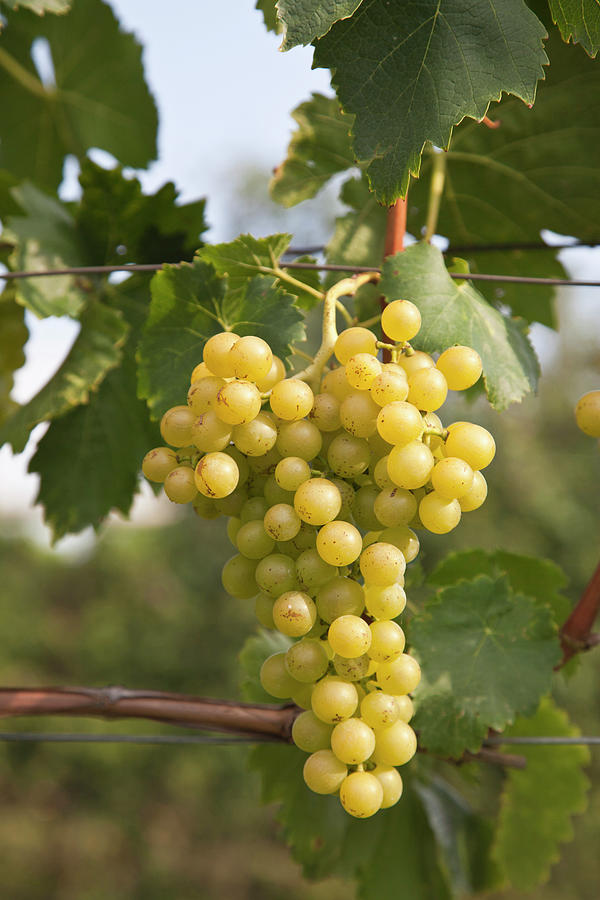 Close Up Of Grapes On Vines In Vineyard Photograph by Walter Zerla