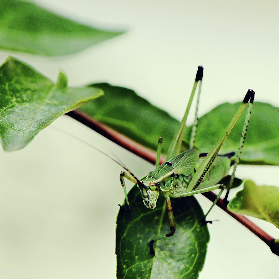 Close-up Of Grasshopper Photograph by Photography By Karolina King