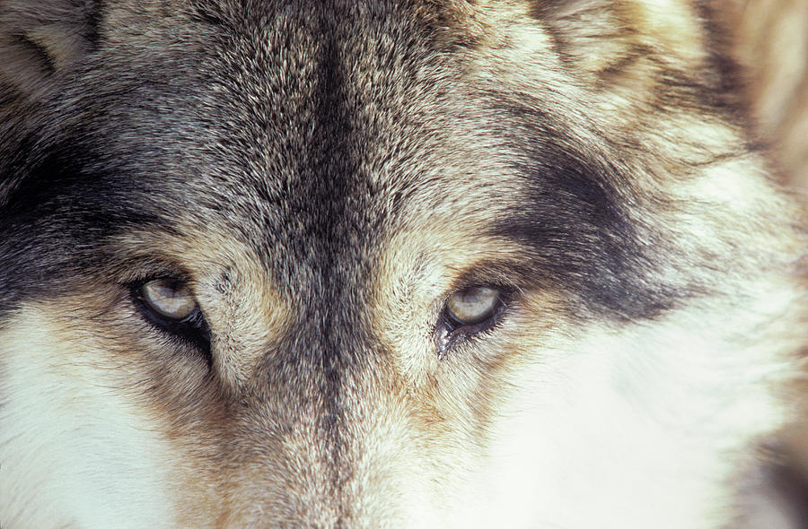 Close-up Of Gray Wolf Eyes Photograph by Renaud Visage