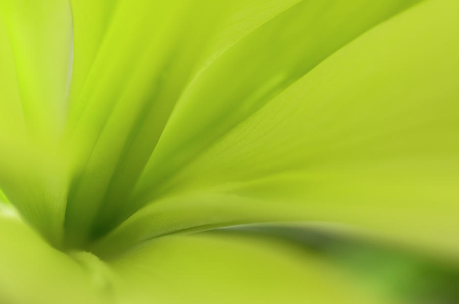 Close-up Of Green Lily Lilium Photograph by David Burton