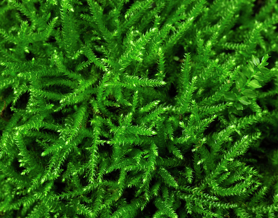 Close Up Of Green Moss Photograph by Yusuke Murata