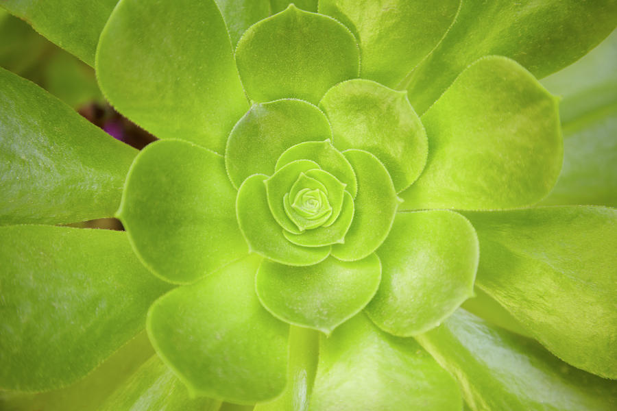 Close-up Of Green Succulent Plant Photograph by Gspictures