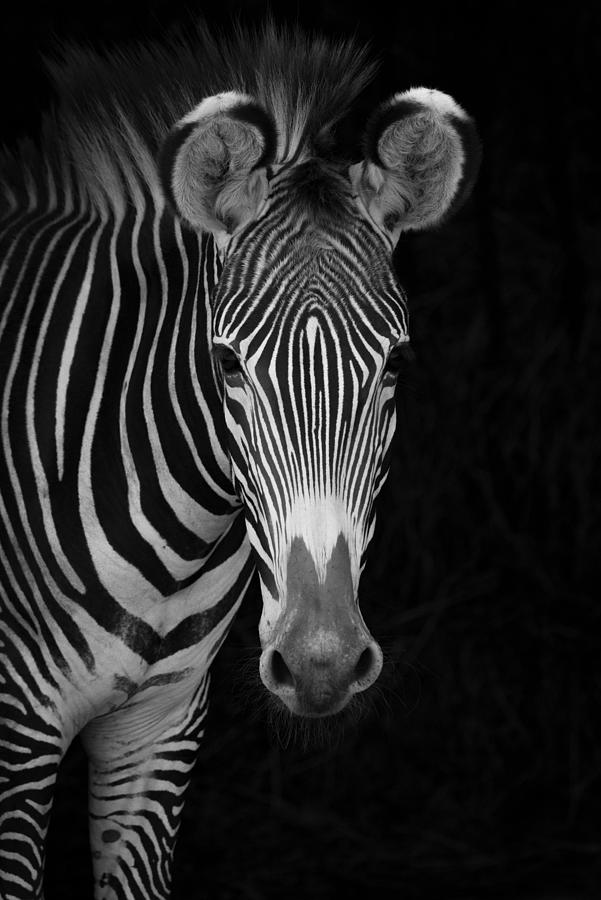Animal Photograph - Close-up Of Grevys Zebra Equus Grevyi by Nick Dale
