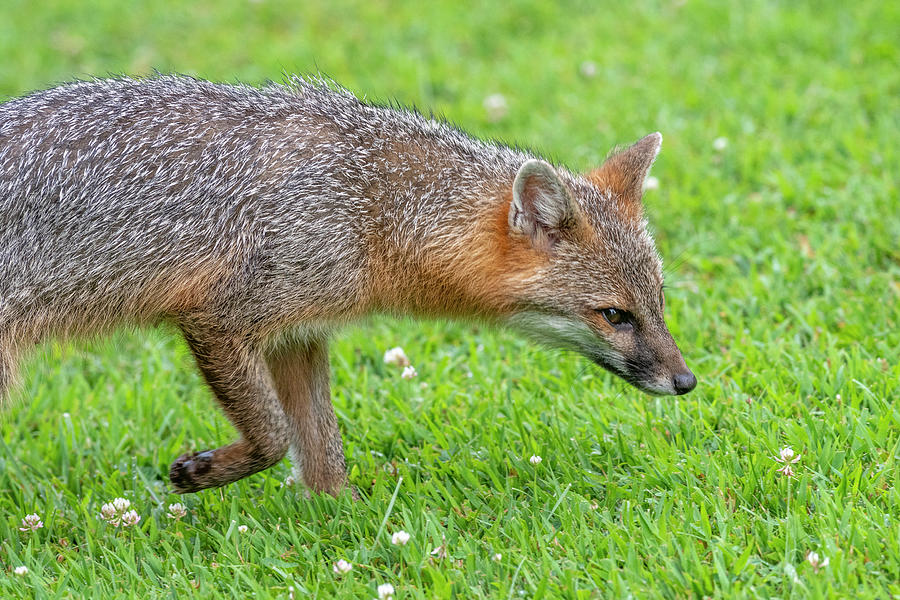 Close up of grey fox sniffing for food Photograph by Dan Friend