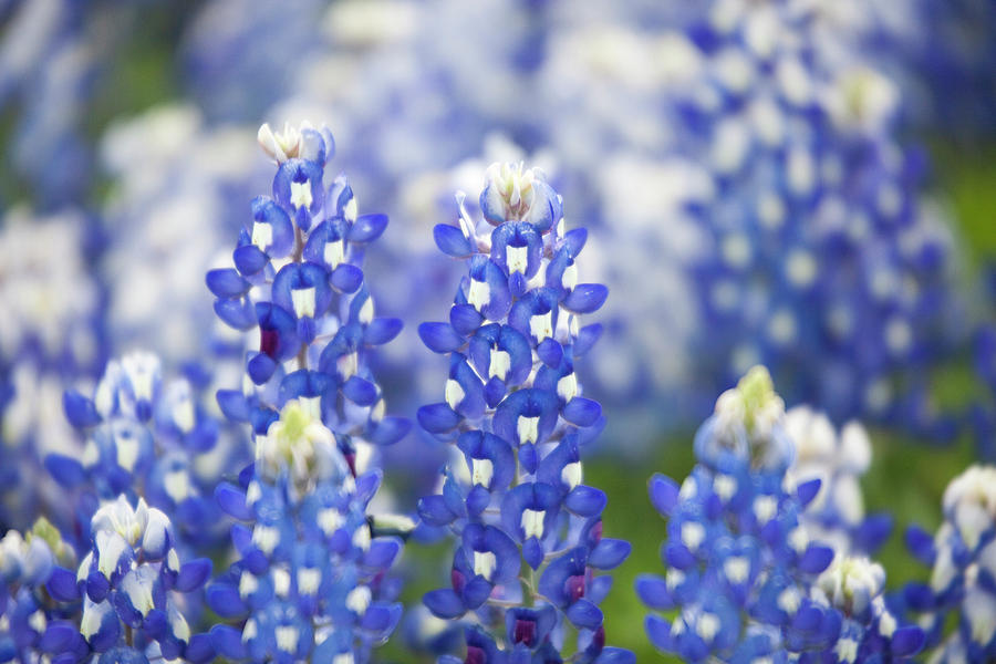 Close Up Of Group Of Texas Bluebonnets Photograph by Danita Delimont
