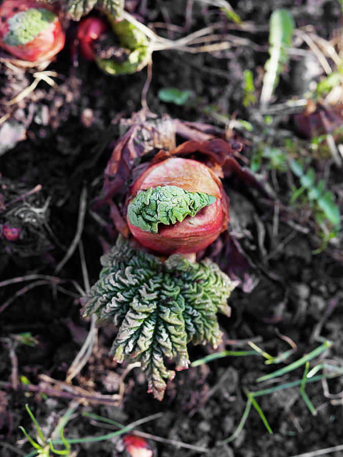 Close-up Of Growing Rhubarb Photograph by Johner Images - Fine Art America