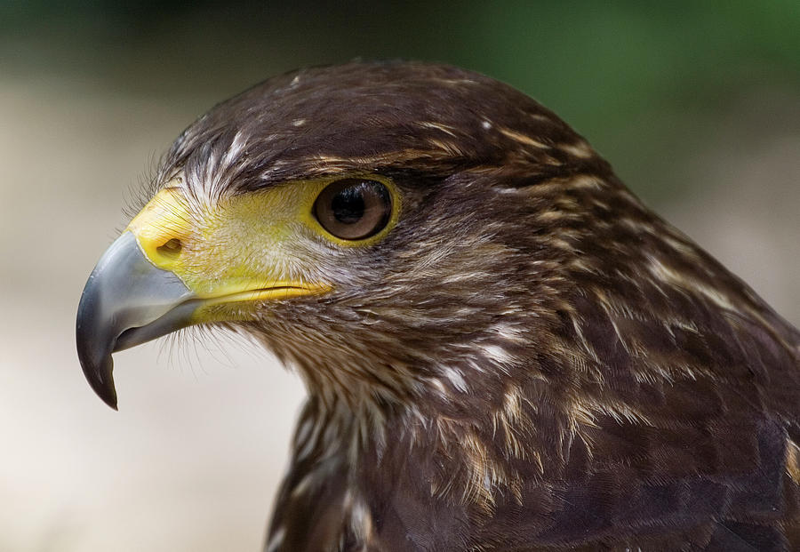 Close-up Of Hawk Photograph by Katherine Pocklington