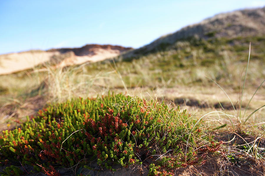 Close-up Of Heath On The Island Of Sylt, Germany Photograph by Jalag / Julia Hoersch