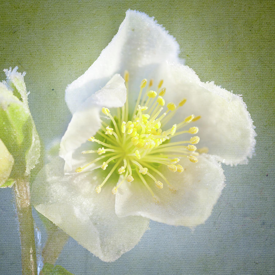 Close Up Of Hellebore Photograph by Peter Chadwick Lrps