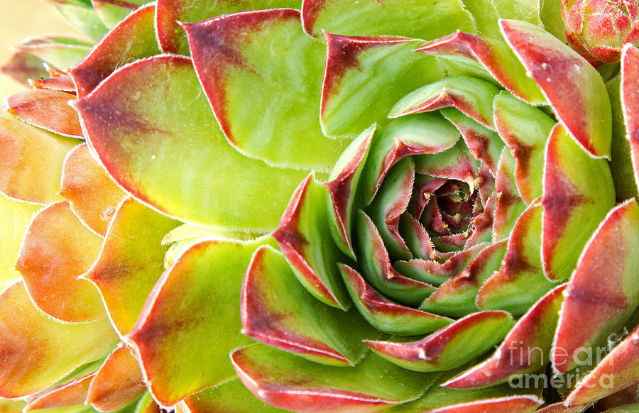 Rosette Photograph - Close Up Of Hen And Chick Or by Jenn Huls Rosette Photograph - Close Up Of Hen And Chick Or by Jenn Huls