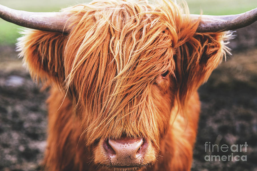 Close-up Of Highland Cow Photograph by Tom Eversley / Eyeem Close-up Of Highland Cow Photograph by Tom Eversley / Eyeem