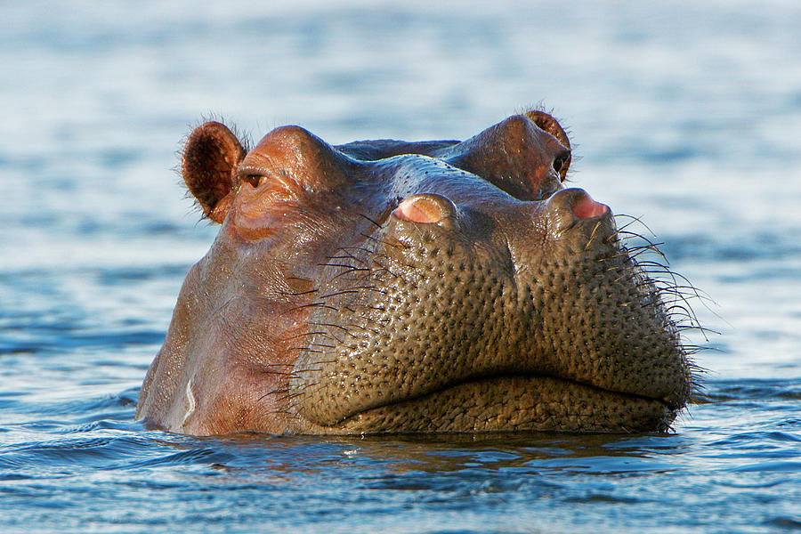 Close Up Of Hippo Hippopotamus Photograph by Shem Compion Close Up Of Hippo Hippopotamus Photograph by Shem Compion