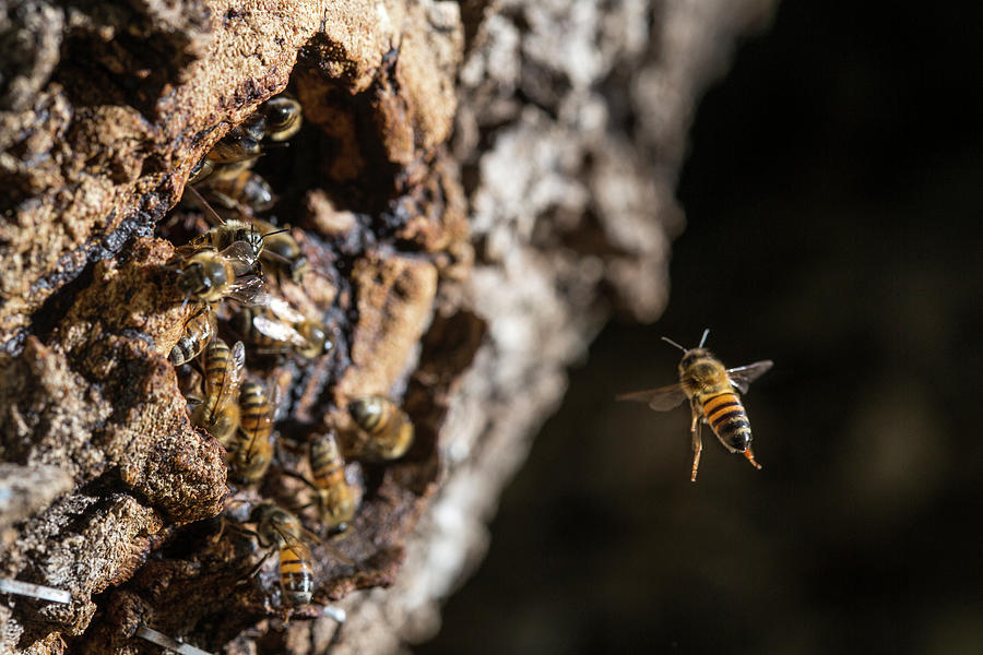 Close-up Of Honey Bee Flying Towards Swarm In Tree Trunk Photograph by ...