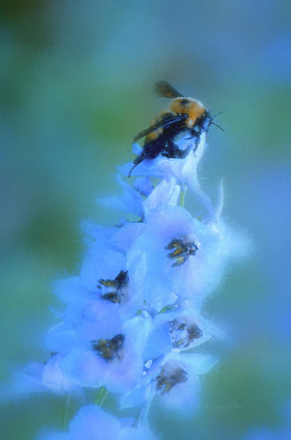 honey bees on blue flowers