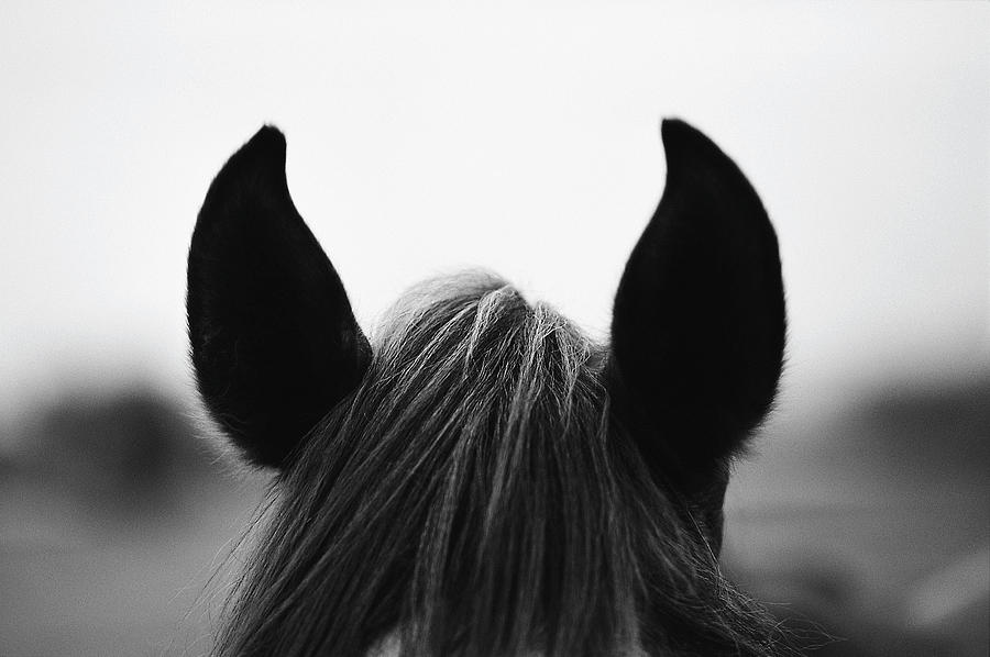 Close-up Of Horse Ears Photograph by George Jones