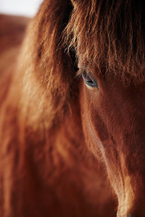 Close-up Of Horse Eye Photograph by Johner Images
