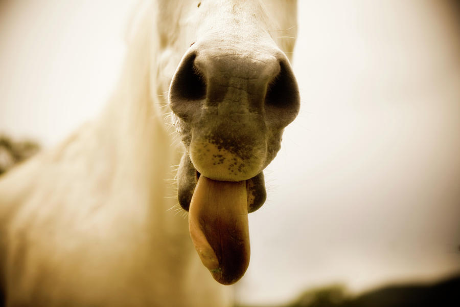 Close-up Of Horse Mouth Photograph by John Branscombe