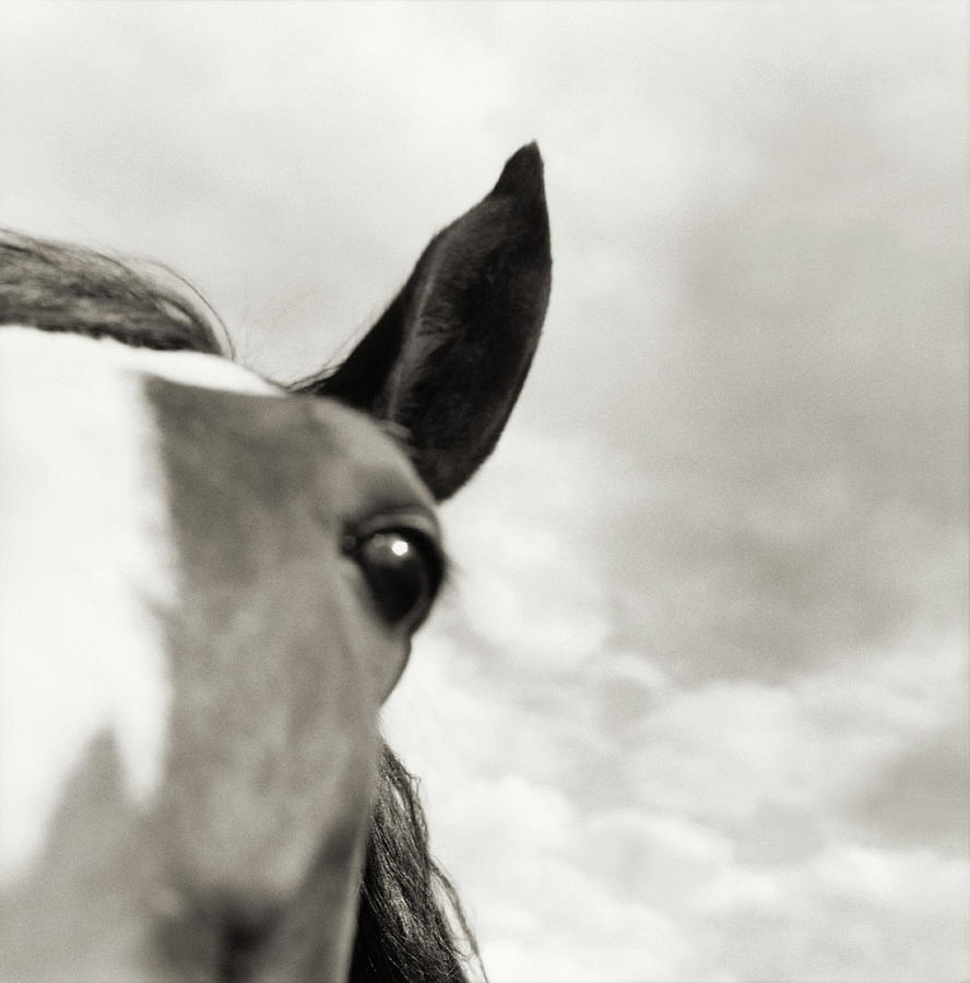 Close-up Of Horses Eye And Ear Photograph by Kim Zumwalt