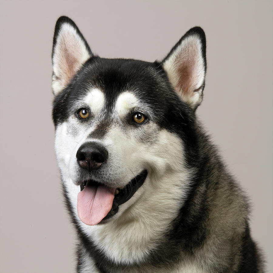 Close Up Of Husky Digital Art by Simon Murrell | Fine Art America