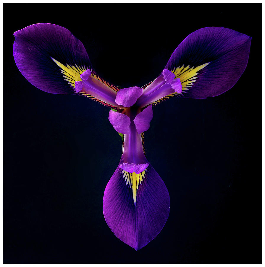 Close Up Of Iris Flower Photograph by A. Mckinnon Photography