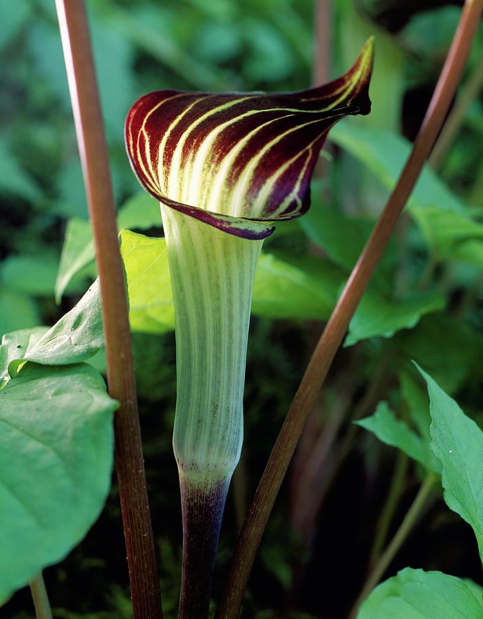 Close-up Of Jackinthepulpit Plant Photograph by Robert C Nunnington