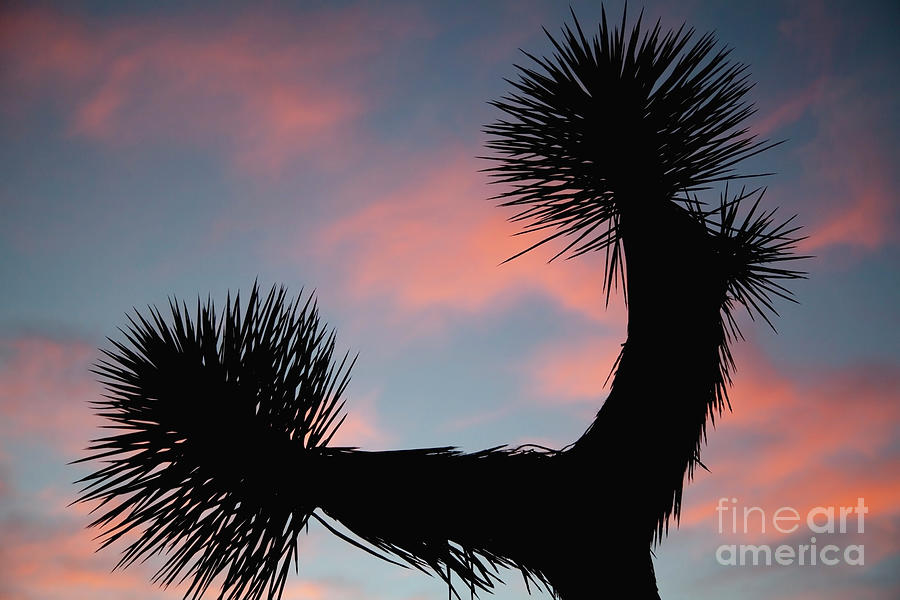 Close Up Of Joshua Tree Branches Photograph by Timothy Hearsum