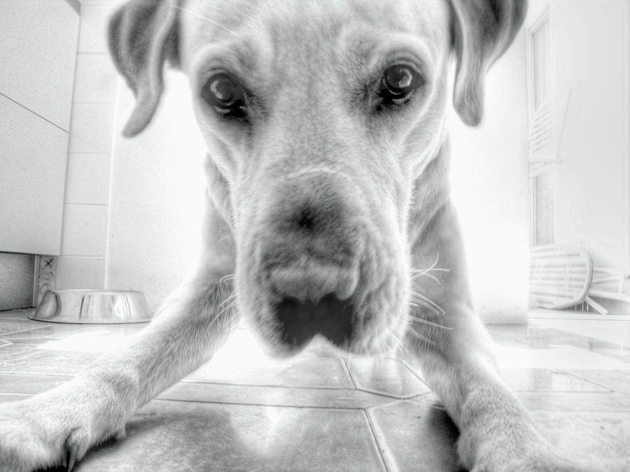 Close-up Of Labrador Dog Photograph by Mari Dangeri