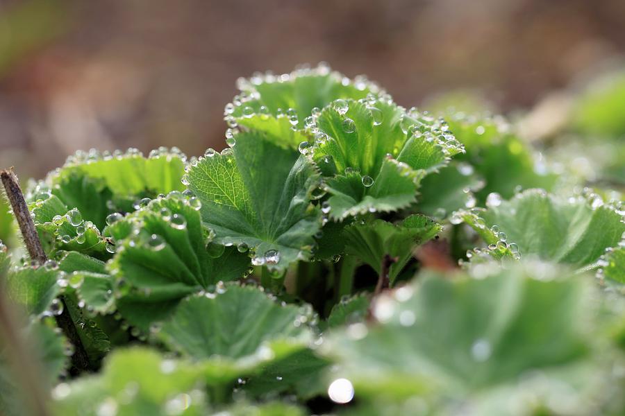 Close Up Of Ladys Mantle With Dew Drops On The Leaf Edges Photograph by Barbara Bonisolli