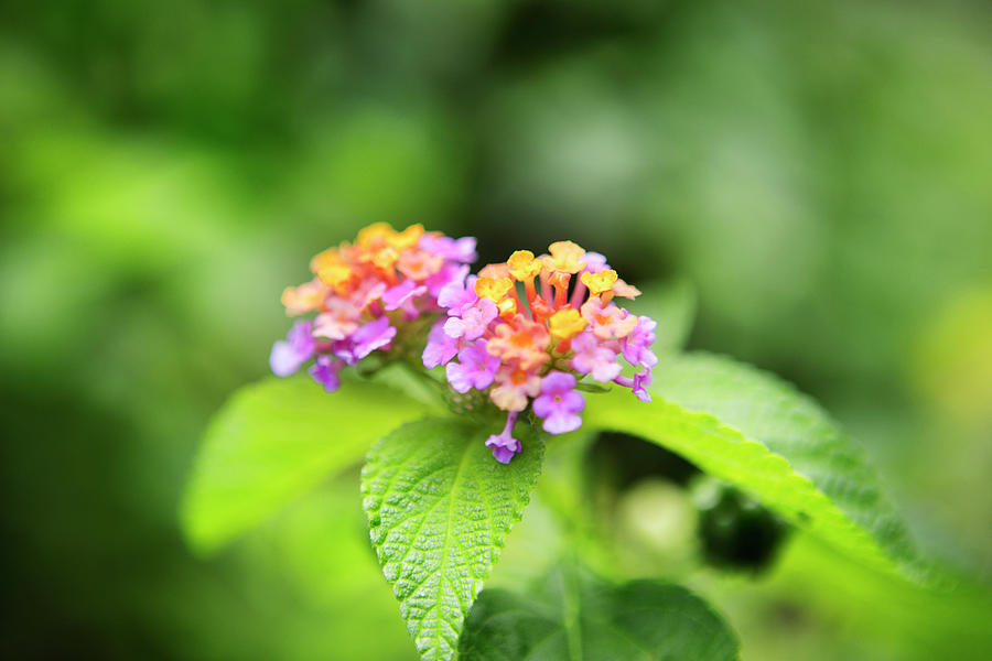 Flower Photograph - Close-up Of Lantana Camara Blooming On Plant At Park by Cavan Images
