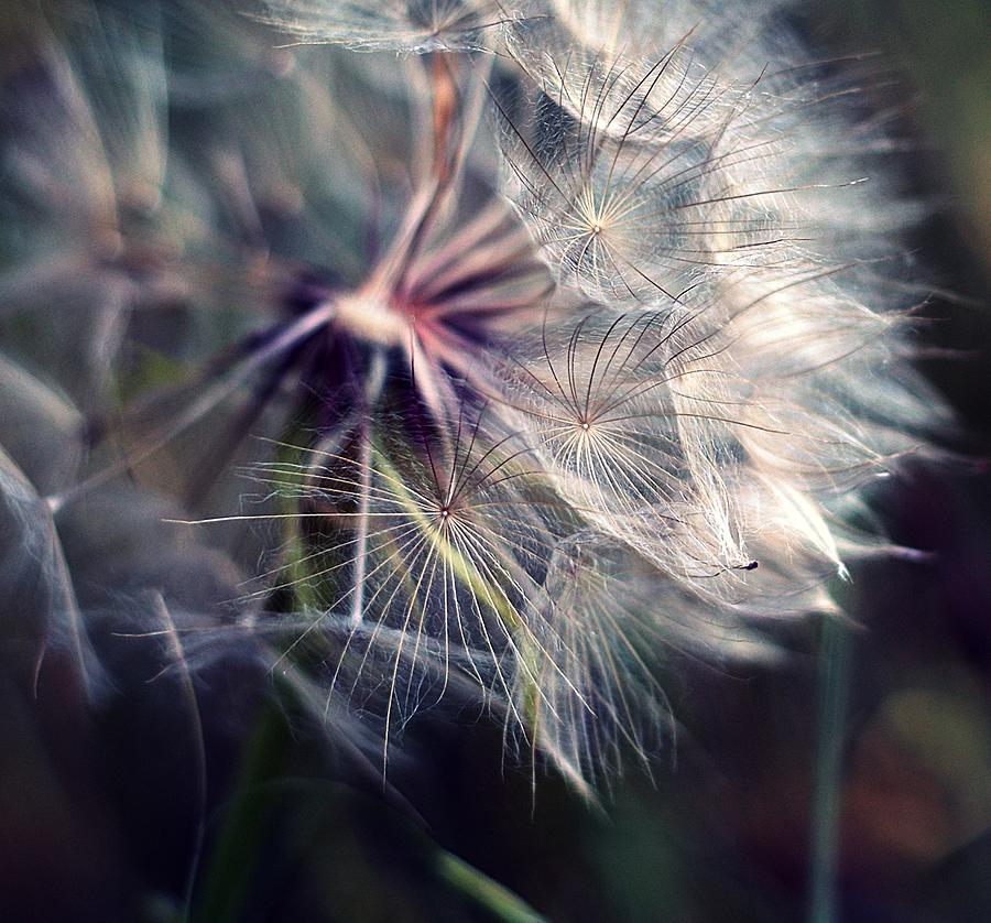 Close Up Of  Large Dandelion Photograph by By Julie Mcinnes