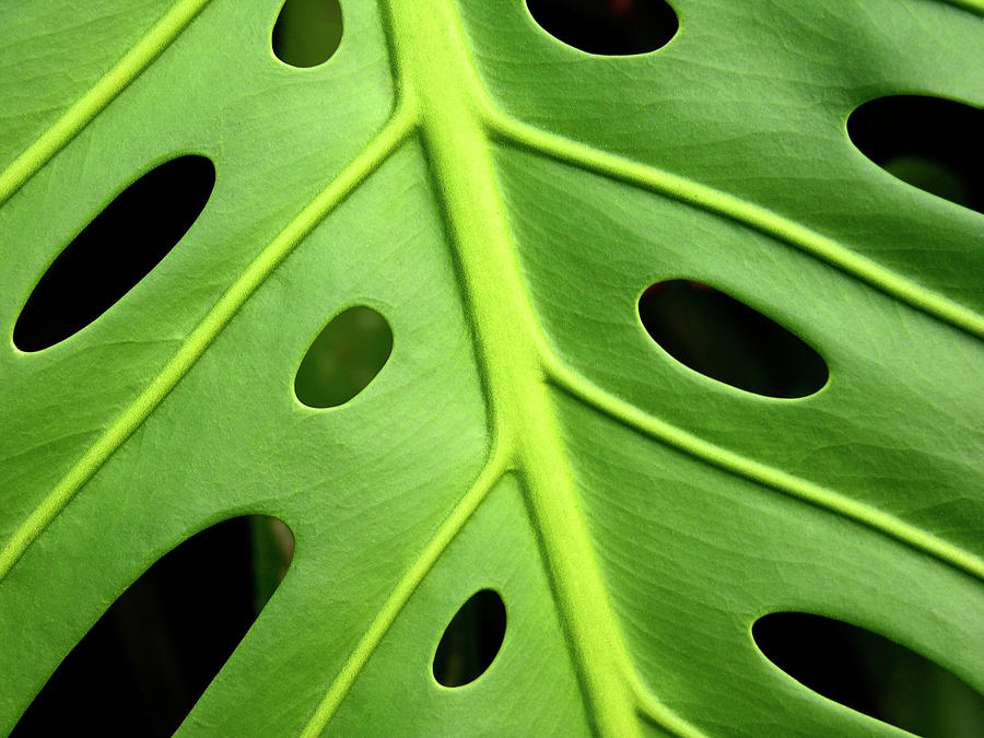 Close Up Of Leaf Photograph by Rossana Henriques