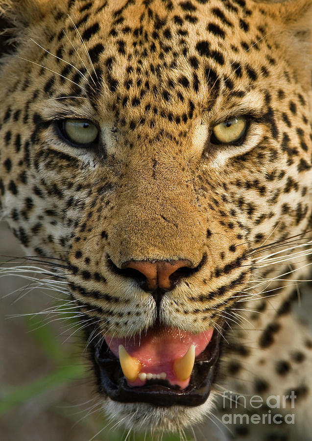 Close Up Of Leopard, Greater Kruger Photograph by Wim Van Den Heever