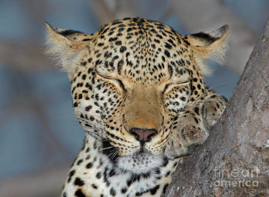 Close Up Of Leopard Sleeping, Greater Photograph by Wim Van Den Heever