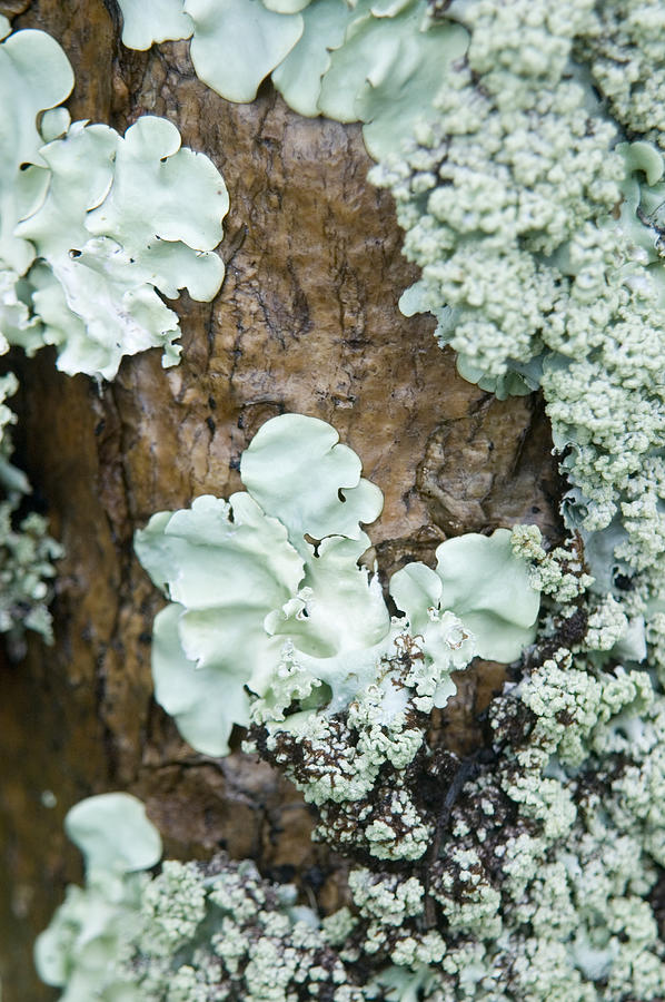 Close-up Of Lichen Growing On The Trunk Photograph by Design Pics/allan Seiden