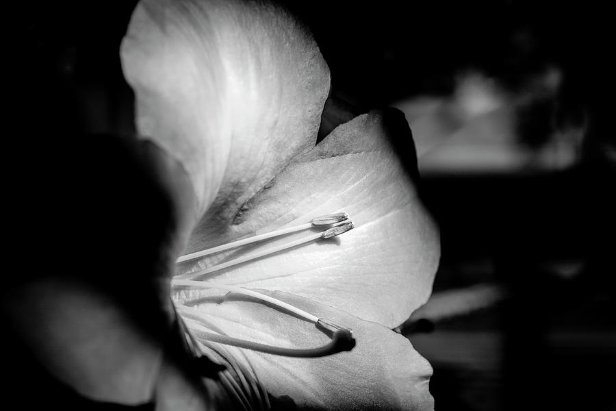 Oakland Photograph - Close Up Of Lily Flower Lilium by Panoramic Images