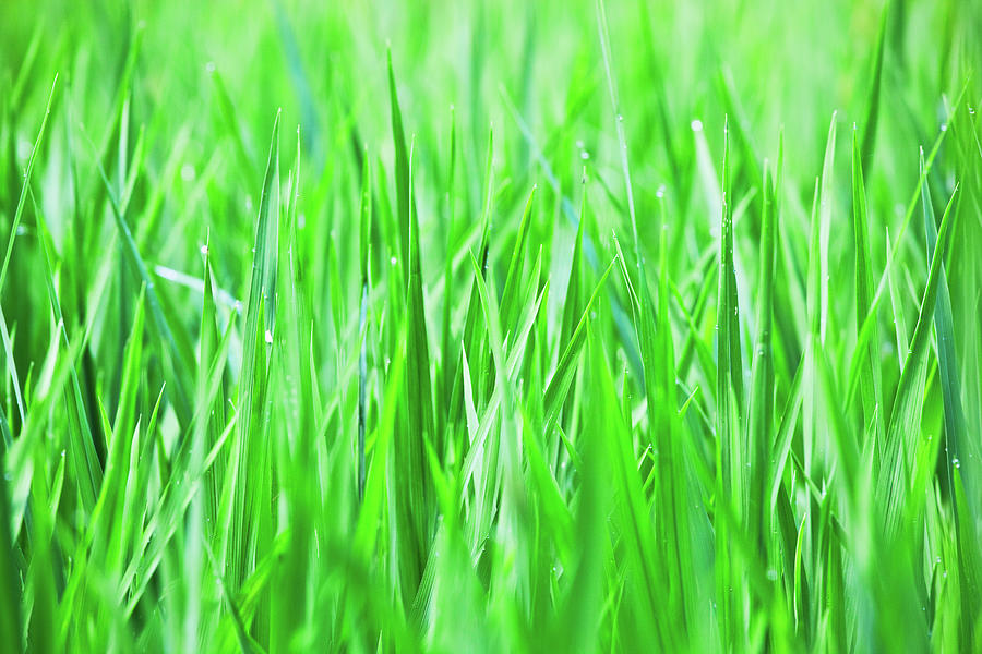 Close-up Of Lush Green Grass Photograph by Tom Bonaventure