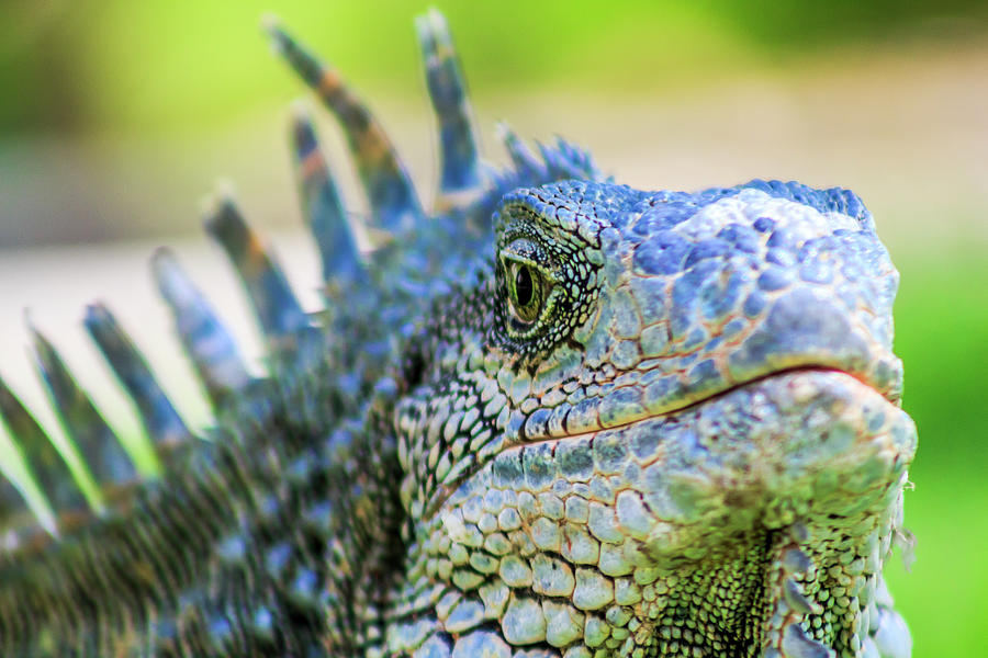 Close Up Of Male Green Iguana (iguana Iguana) With Spines And Dewlap ...