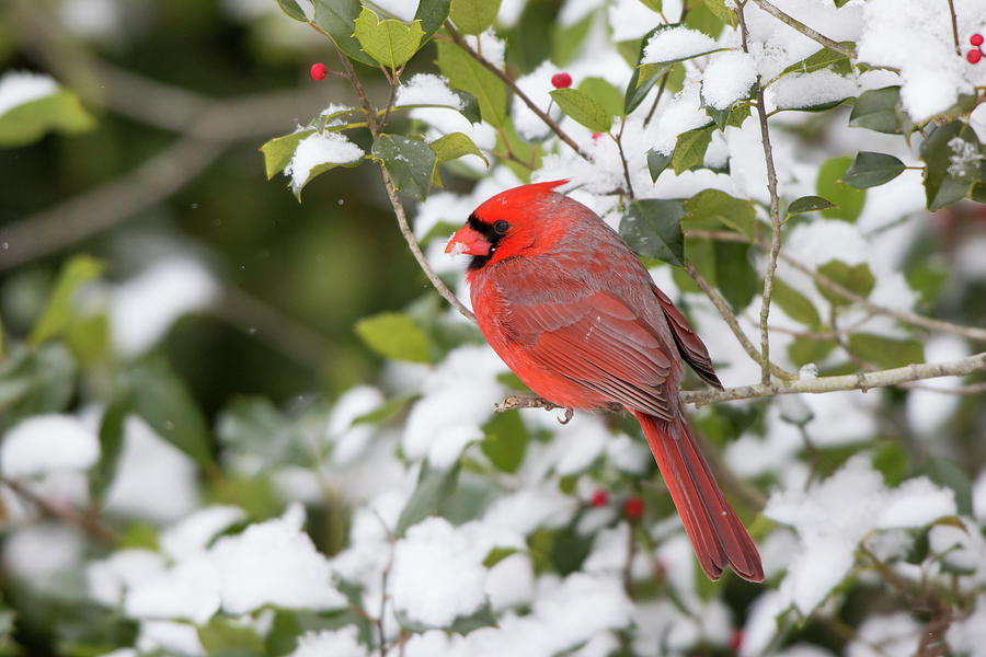 Close-up Of Male Northern Cardinal Photograph by Panoramic Images