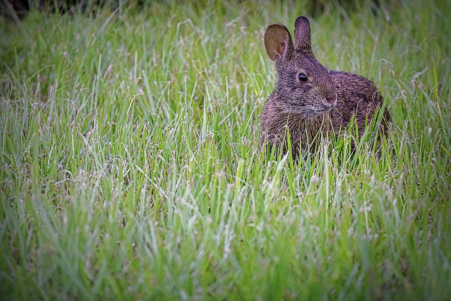 Close Up Of Marsh Rabbit Digital Art by Laura Diez