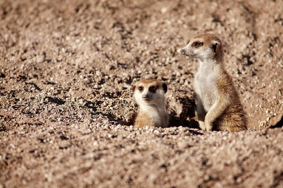 Meerkat Photograph - Close-up Of Meerkats At Field by Cavan Images