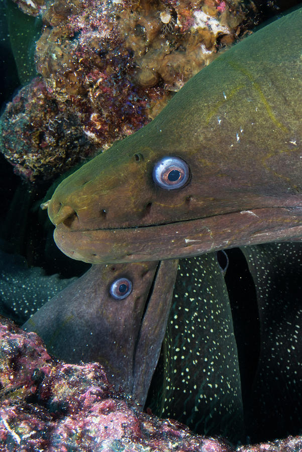 Close Up Of Moray Eels, Seymour, Galapagos, Ecuador, South America ...