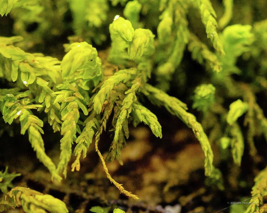 Close-up of Moss Photograph by Al Griffin